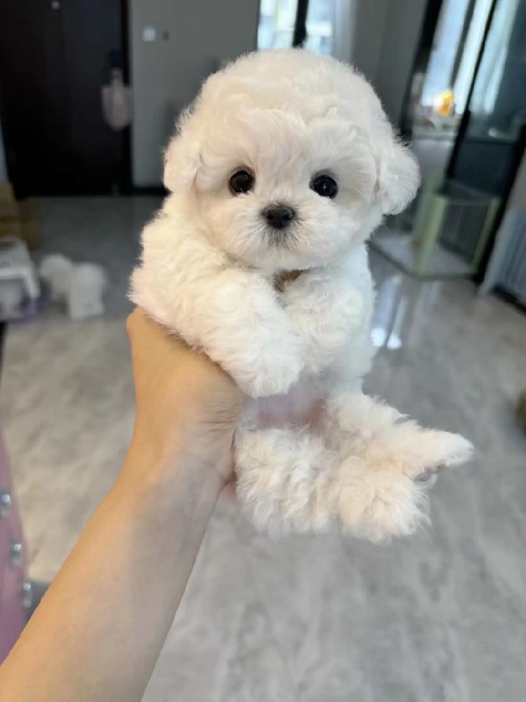 江门比熊犬出售 | 江门纯种小体比熊幼犬 健康保障可上门看狗
