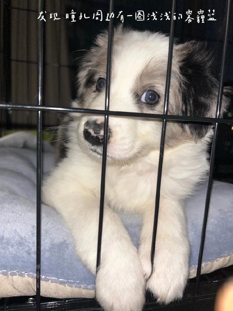 江门边牧犬出售 | 江门纯种边牧幼犬 血统健康保障可上门看狗