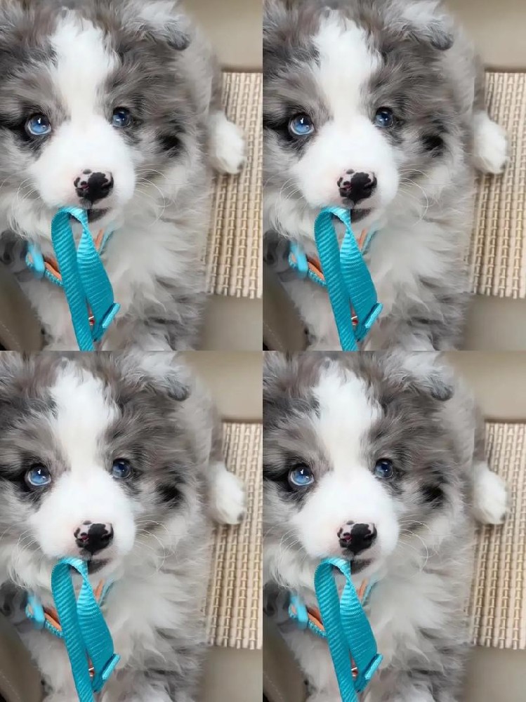 江门陨石色边牧出售 | 江门纯种陨石边牧幼犬 蓝陨石红陨石可选 健康保障可上门