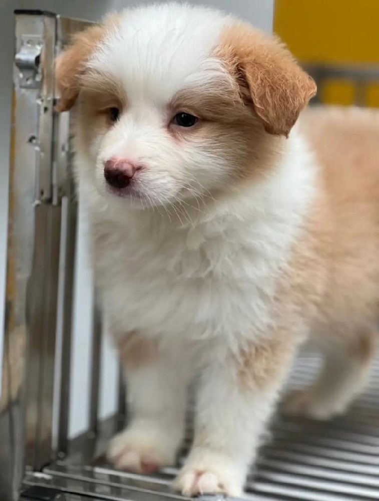 大雄犬舍｜江门黄白边牧出售 纯种金边幼犬 健康保障可上门挑选