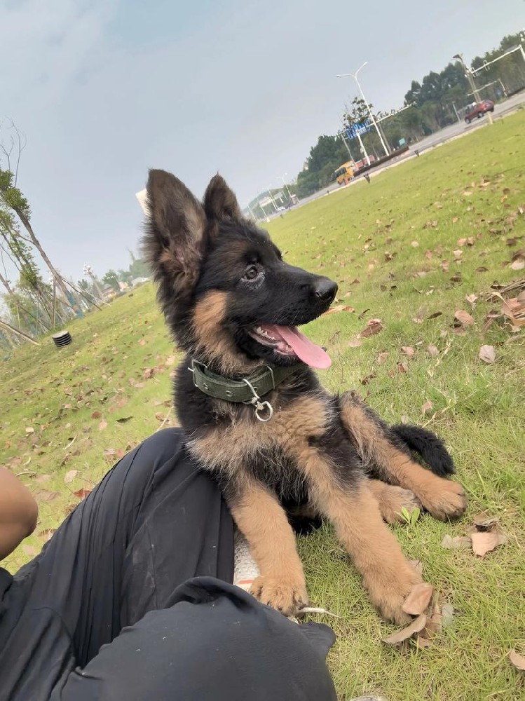 大雄犬舍｜江门德牧出售 纯种德国牧羊犬幼犬 本地可上门挑选
