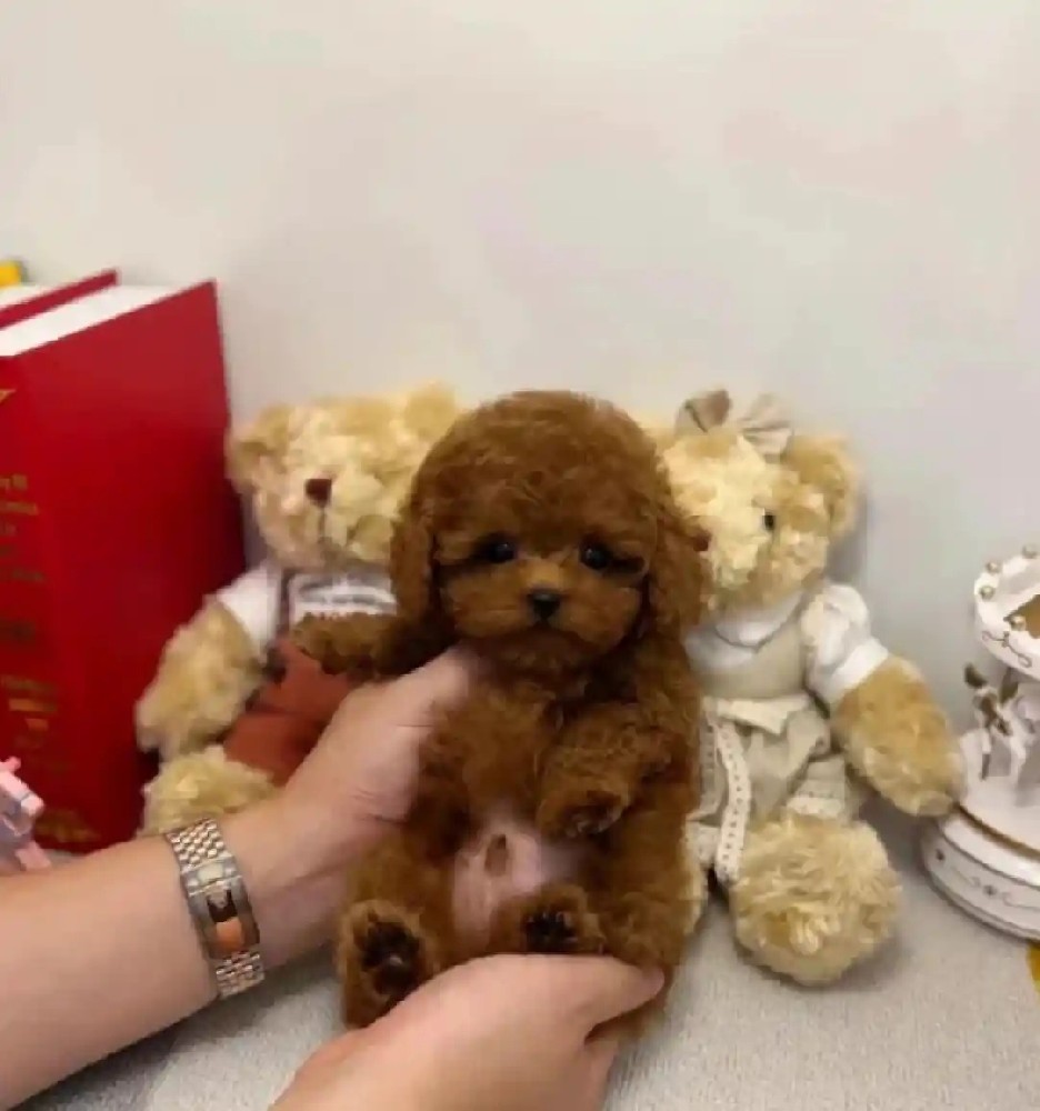 大雄犬舍｜江门泰迪出售 3 个月纯种泰迪幼犬 多色可选 可上门挑选