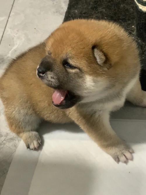 纯种柴犬鉴定标准｜新手简洁纯科普攻略
