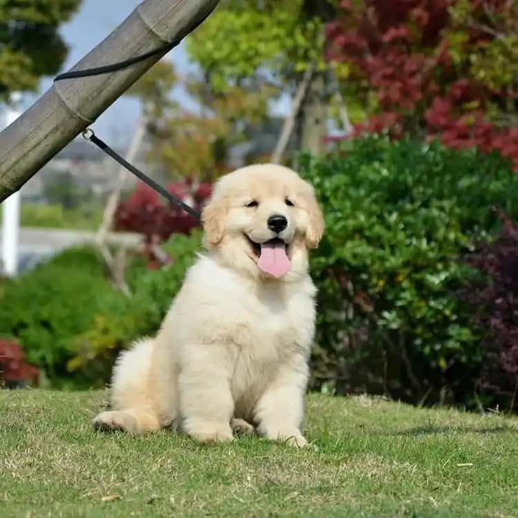 ​江门本地正规犬舍选购指南，教你避开星期狗买到健康纯种幼犬